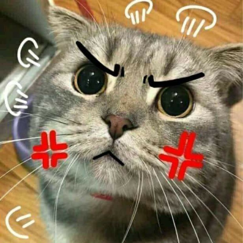 Meme mèo giận dỗi đòi ăn