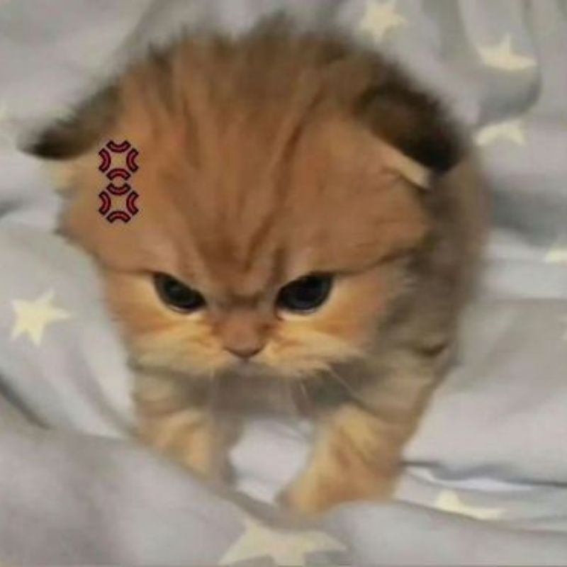 Meme mèo dỗi dễ thương