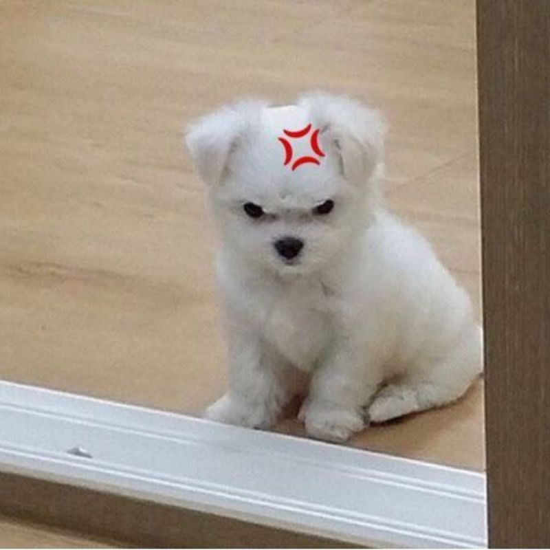 Ảnh meme chó dỗi lườm cute