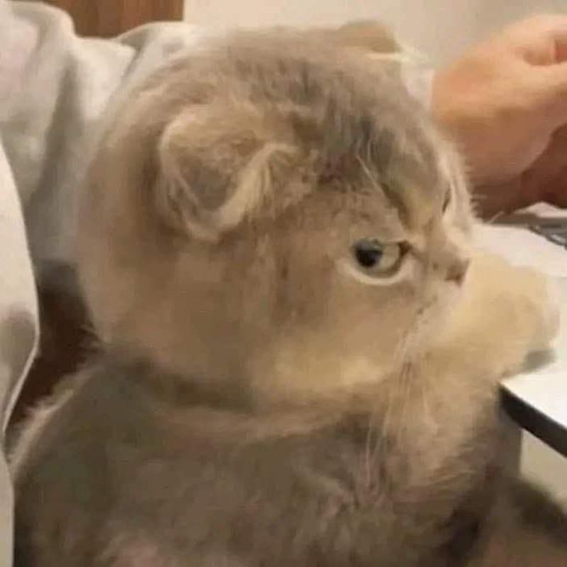 Ảnh dỗi meme cute mắt lườm