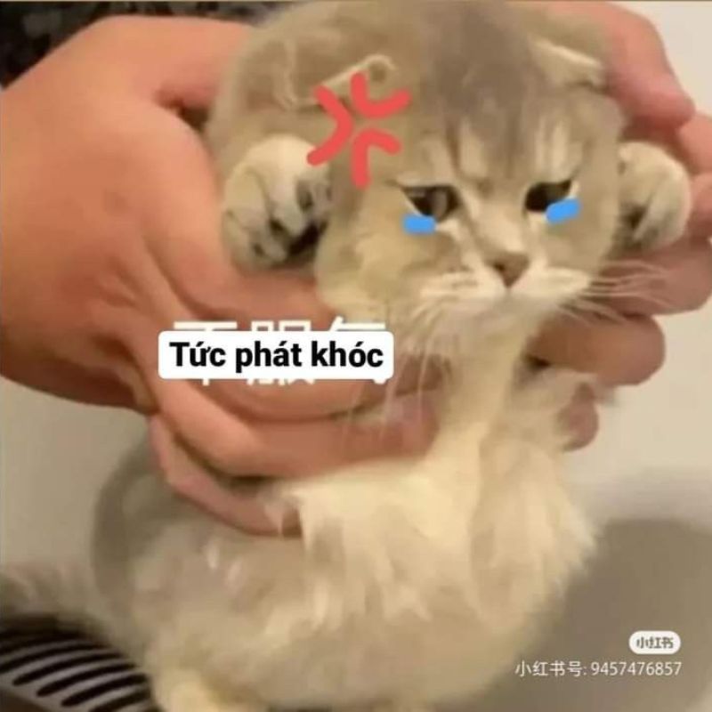 Meme giận dỗi muốn khóc