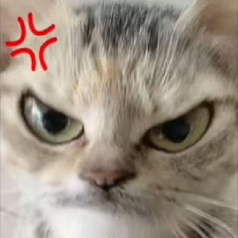 Meme mèo dỗi nhăn mặt