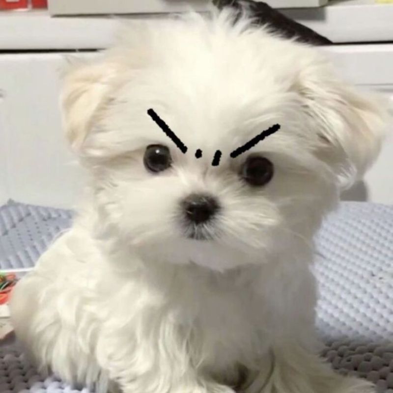 Ảnh meme chó dỗi nhăn cả trán