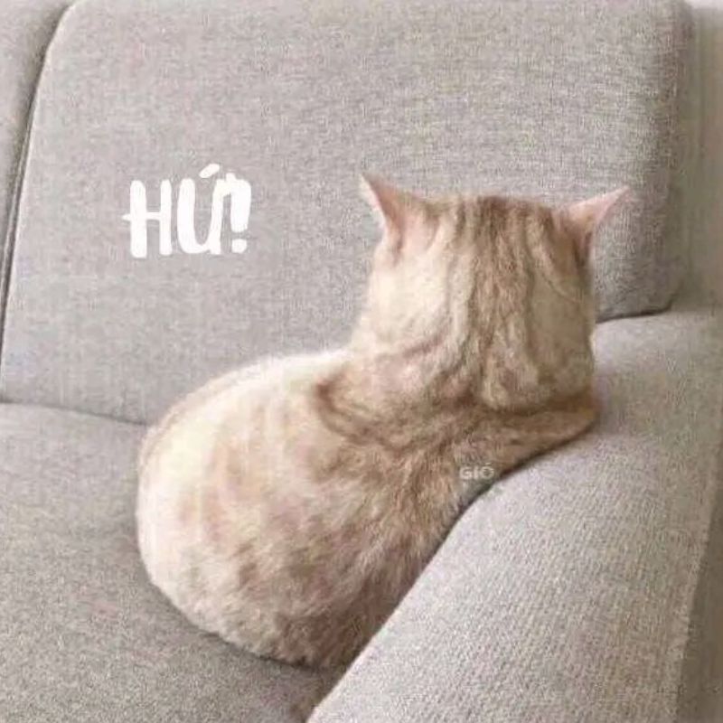 Meme mèo dỗi quay lưng hài hước
