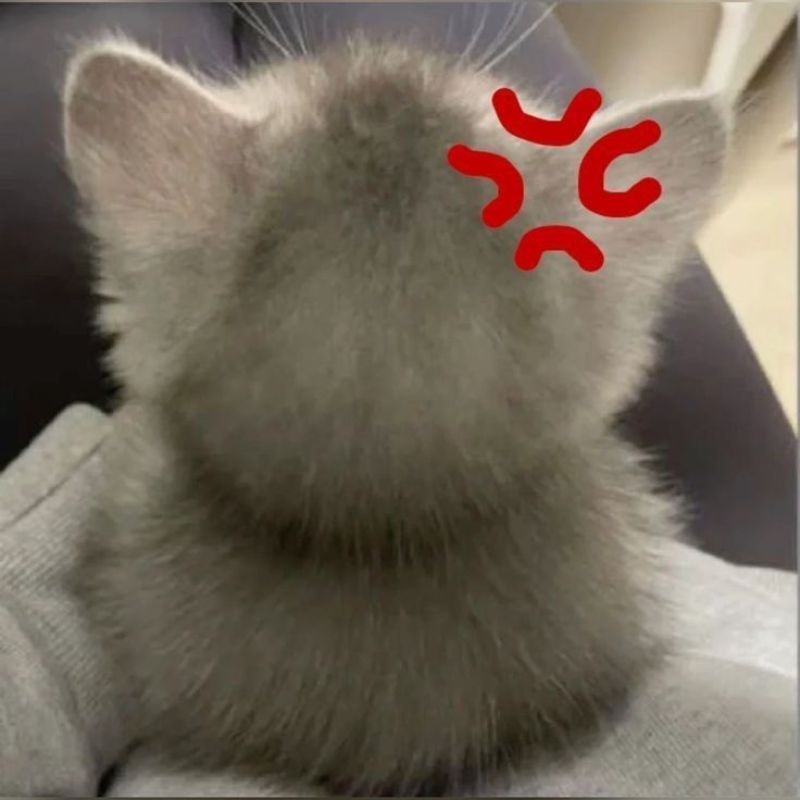 Meme mèo dỗi siêu cưng