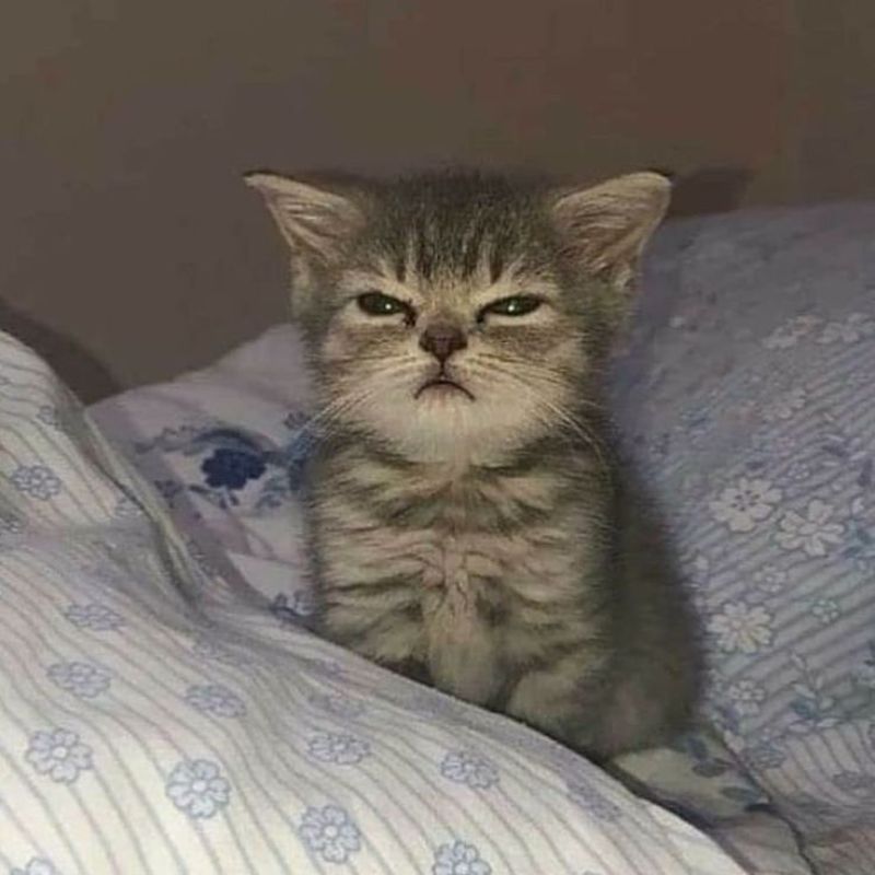 Ảnh meme mèo cute bựa
