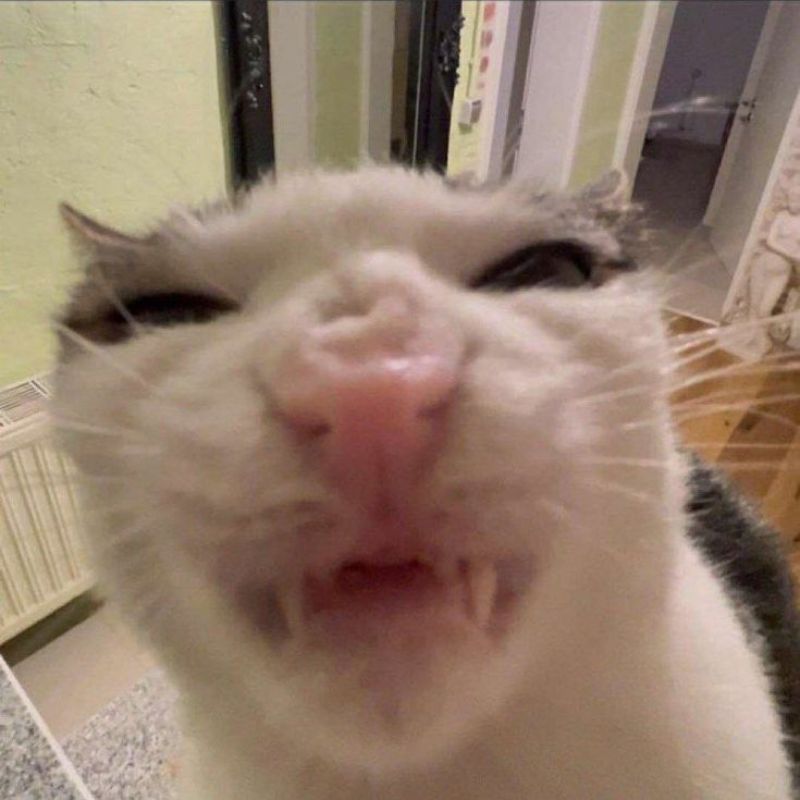 Meme mèo hài bựa không tả được