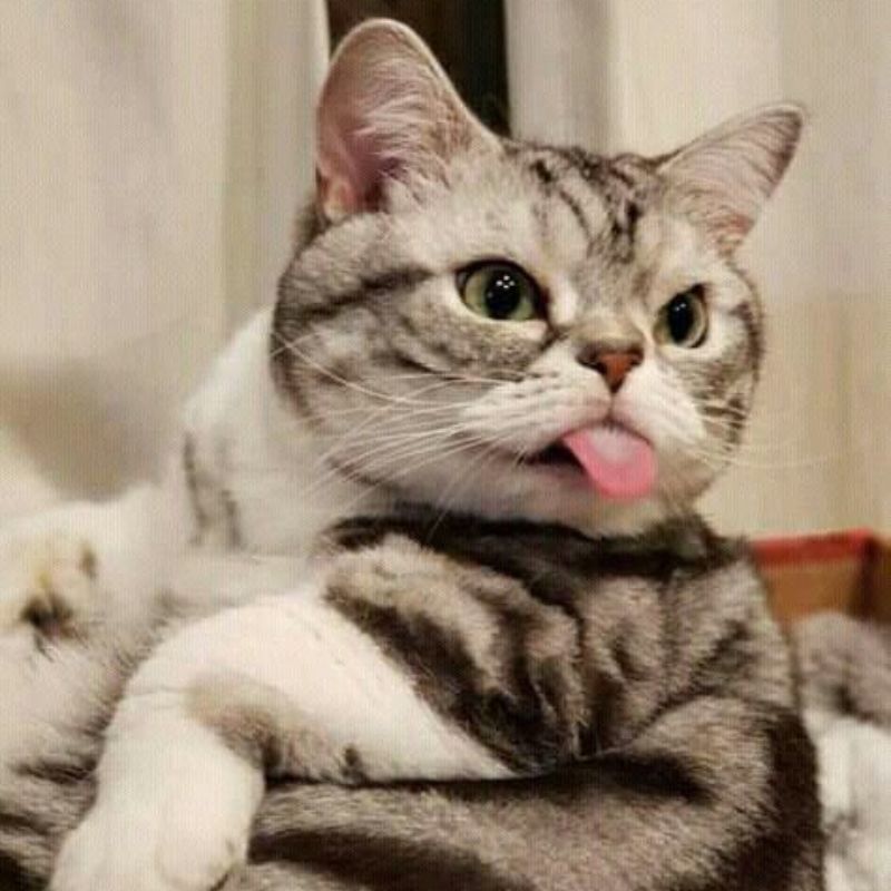 Ảnh meme con mèo bựa