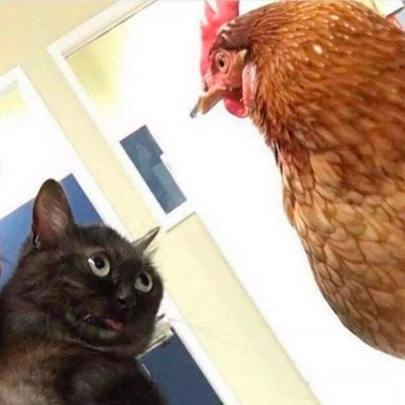Ảnh meme mèo hài bựa