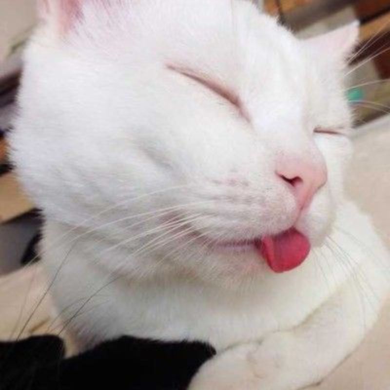 Ảnh meme mèo hài hước