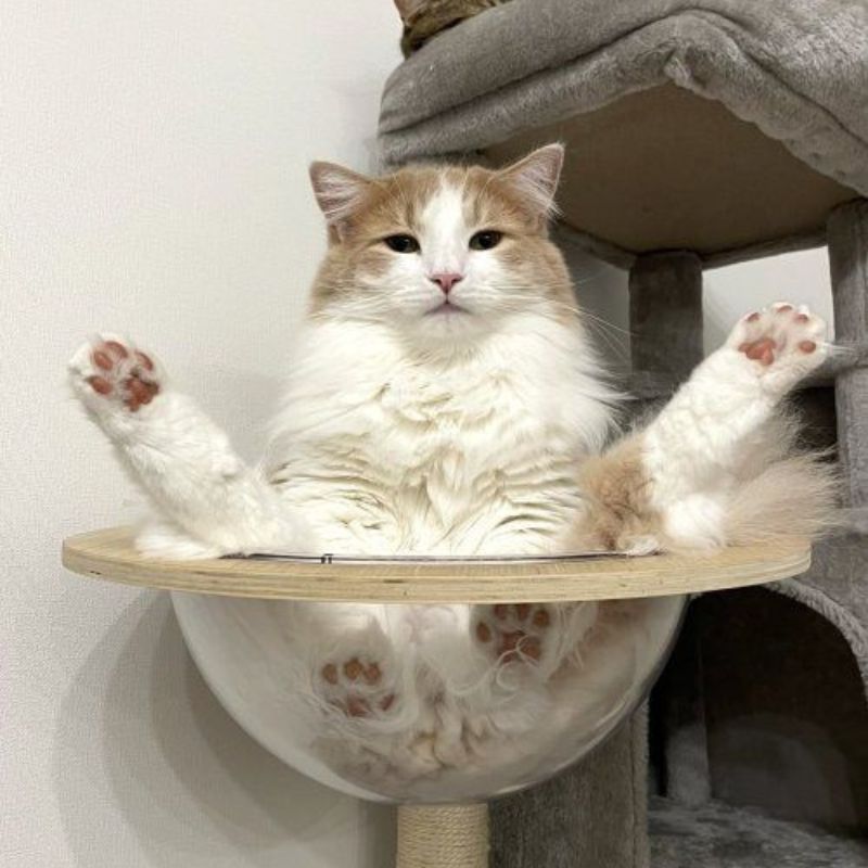 Meme mèo bựa buồn cười