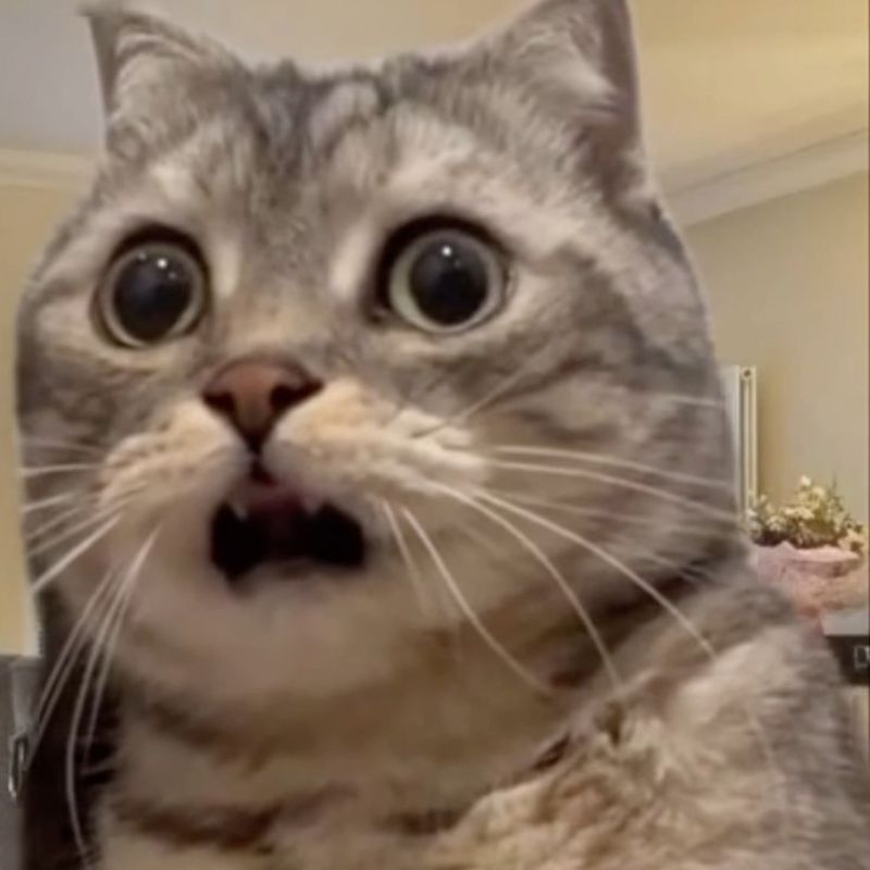 Meme mèo bất ngờ cực bựa