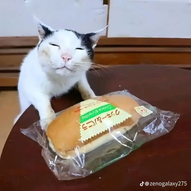 Ảnh meme con mèo bựa thèm ăn bánh mì