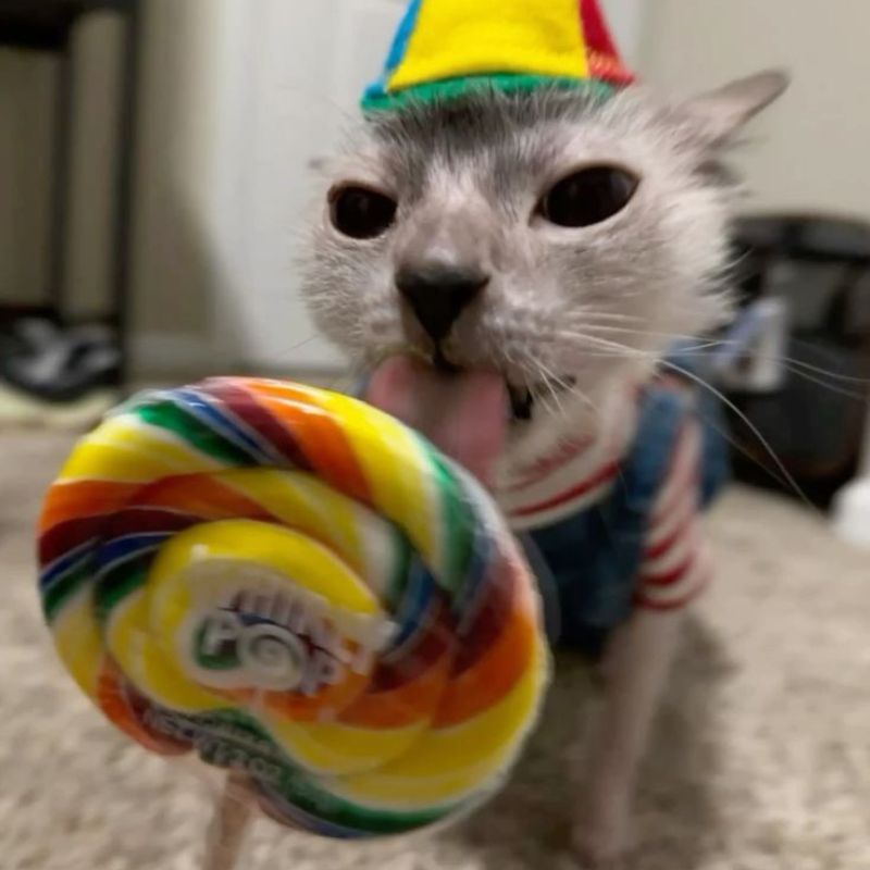 Ảnh mèo bựa cute ăn kẹo mút