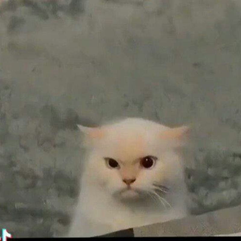 Avatar meme mèo bựa