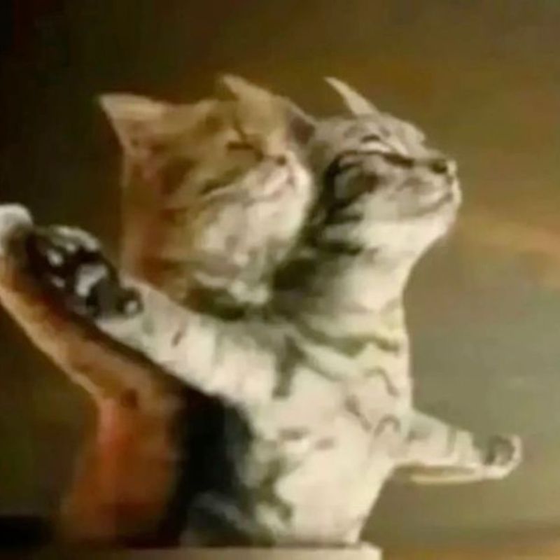 Meme mèo bựa nhảy cute