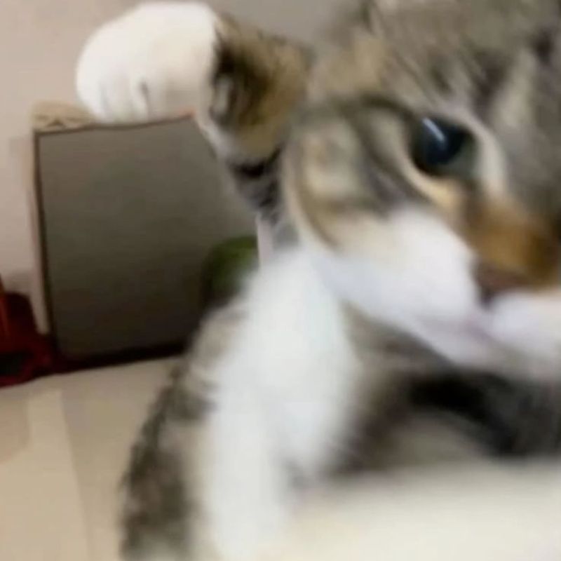 Ảnh mèo cute meme cực bựa