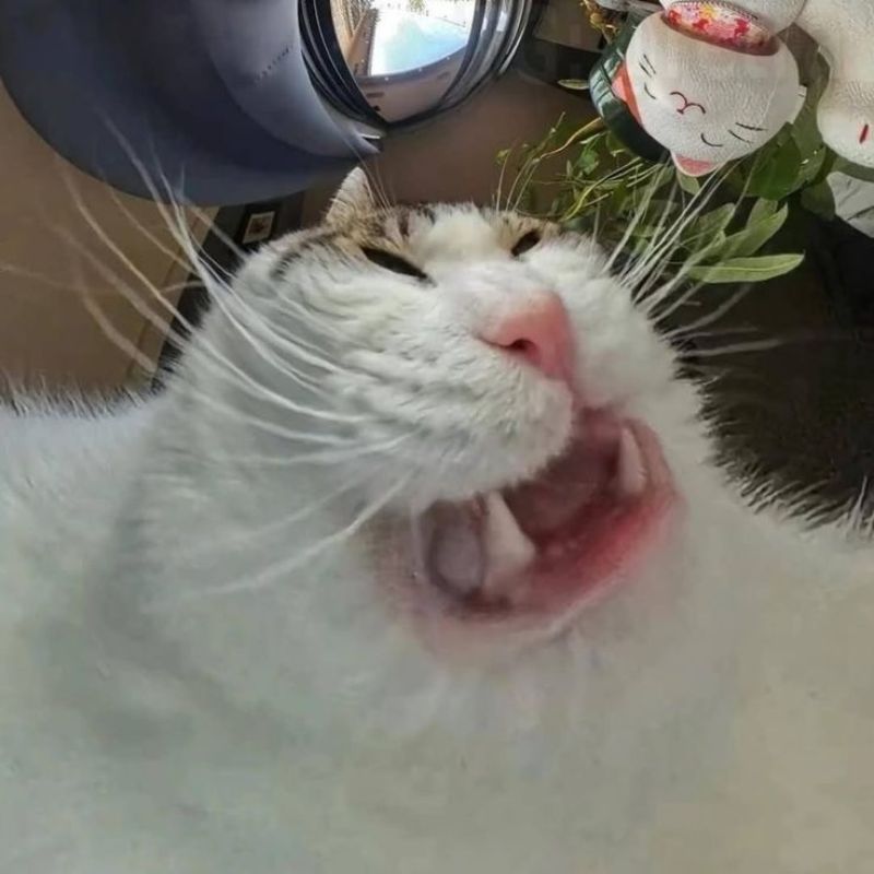 Meme mèo hài hước