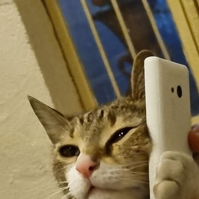 Meme mèo bựa cute