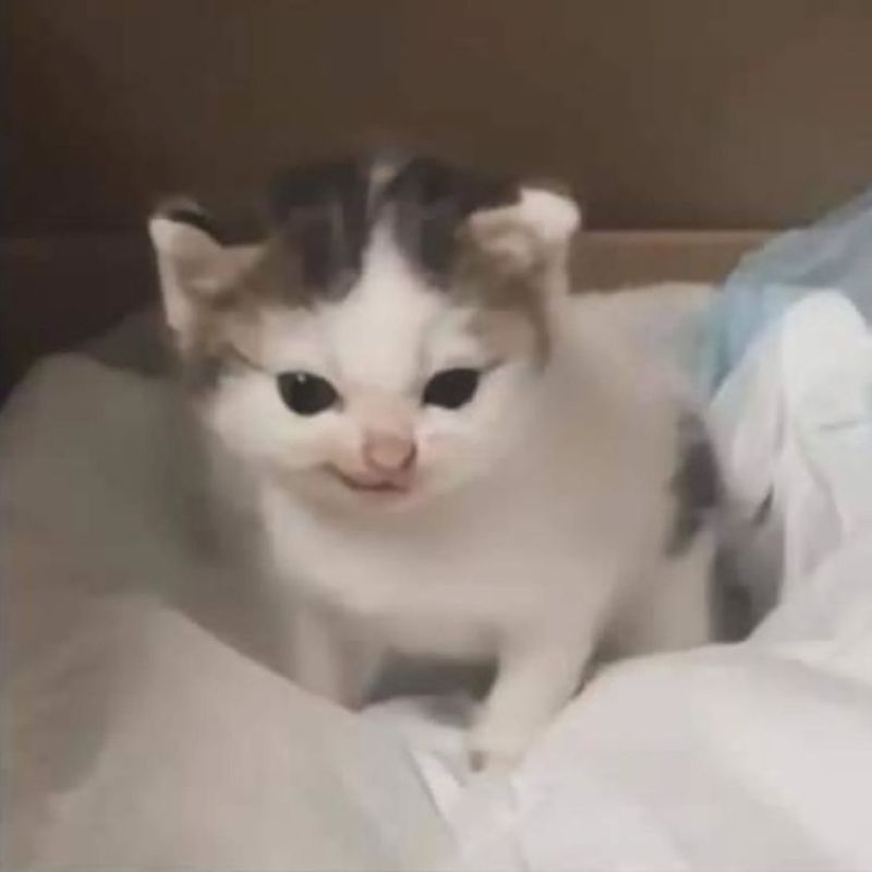 Meme mèo bựa cute