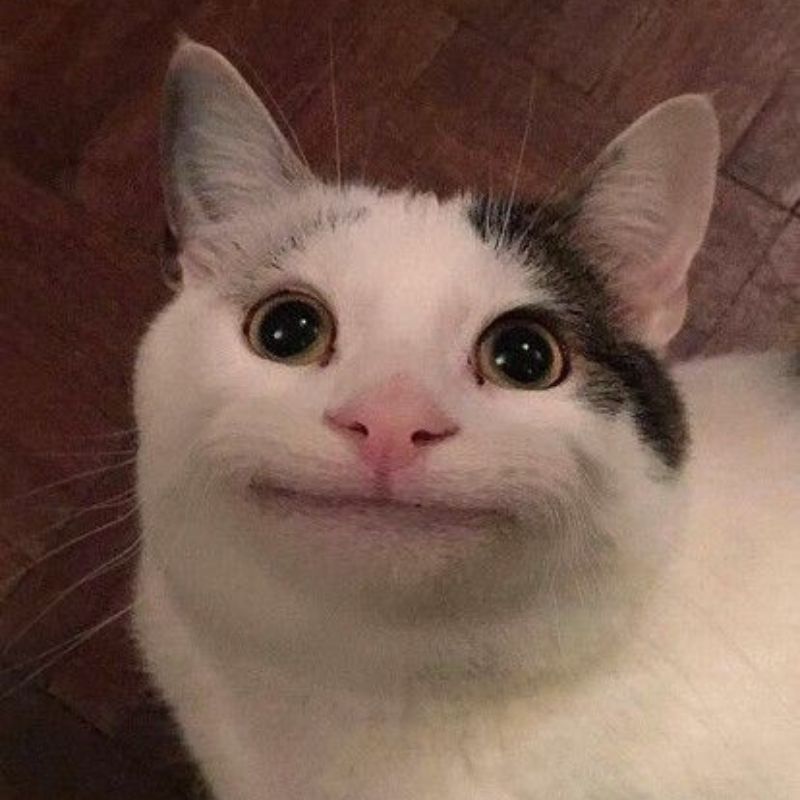 Avatar meme mèo bựa