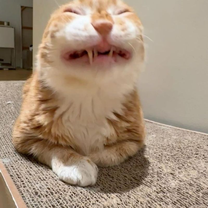 Ảnh meme mèo hài bựa