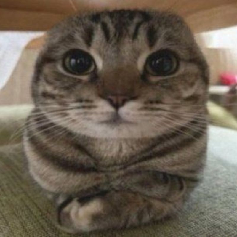 Avatar mèo cute meme bựa