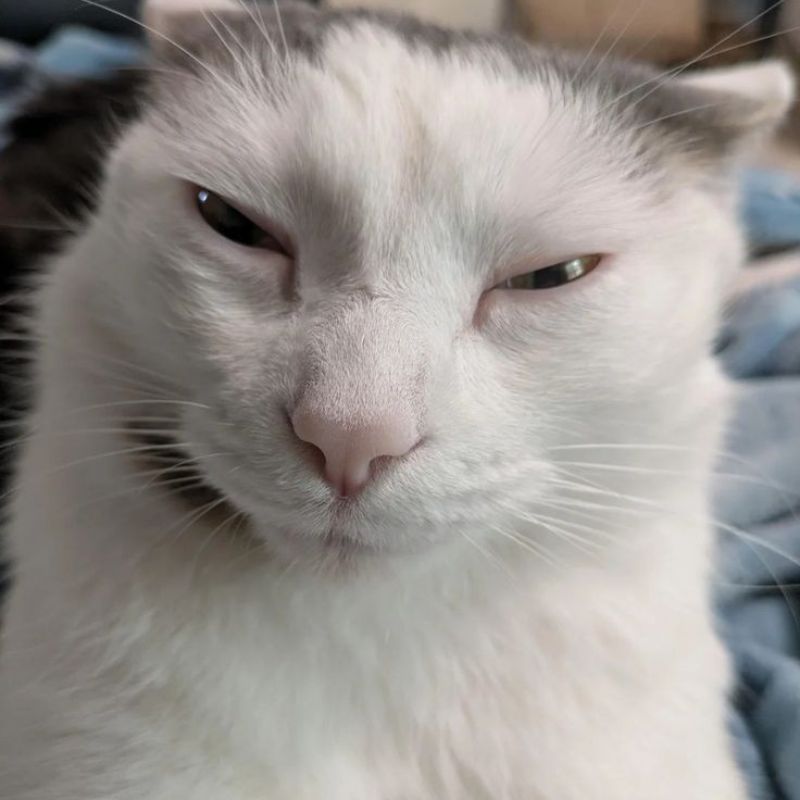 Ảnh meme mèo cute bựa