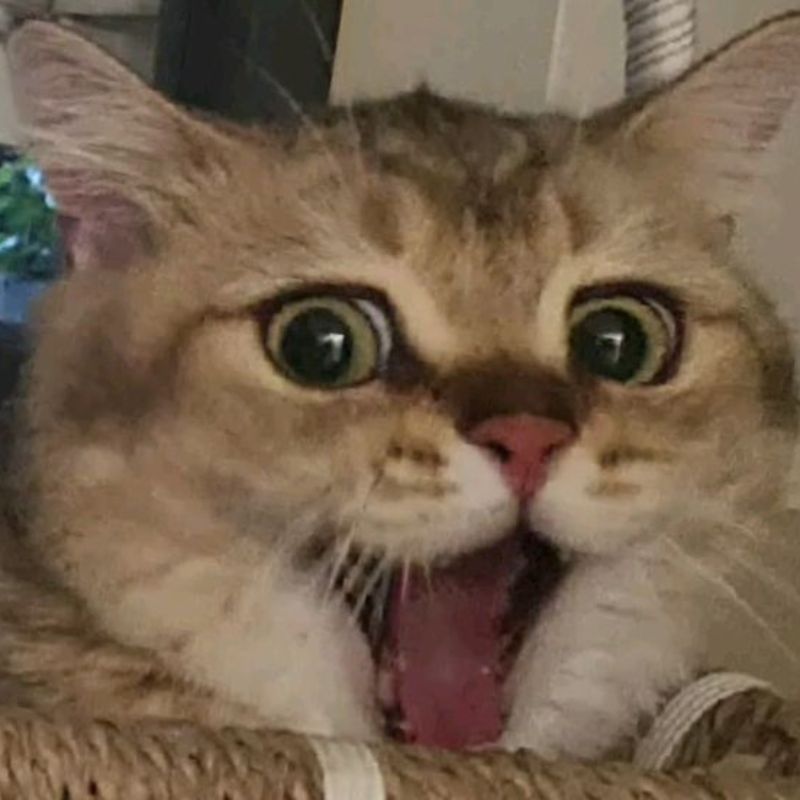 Ảnh meme con mèo bựa ngạc nhiên