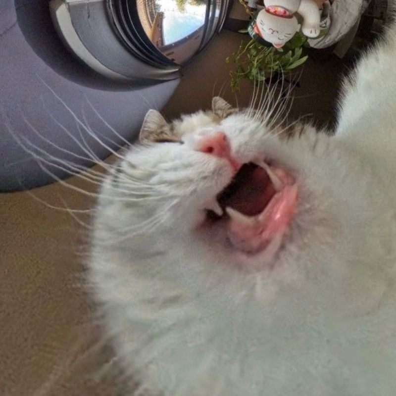 Ảnh meme mèo bựa buồn ngủ hài hước