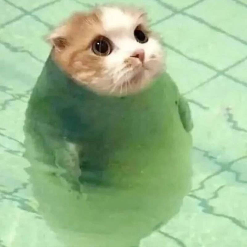 Meme mèo bựa cute