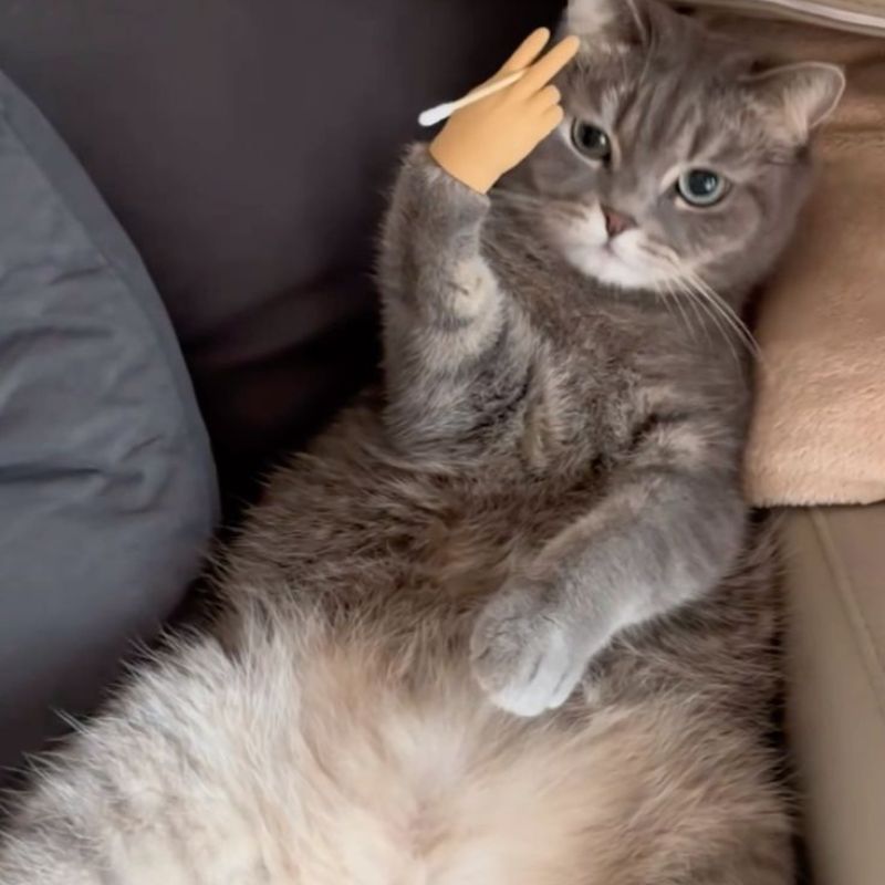 Ảnh meme mèo cute bựa