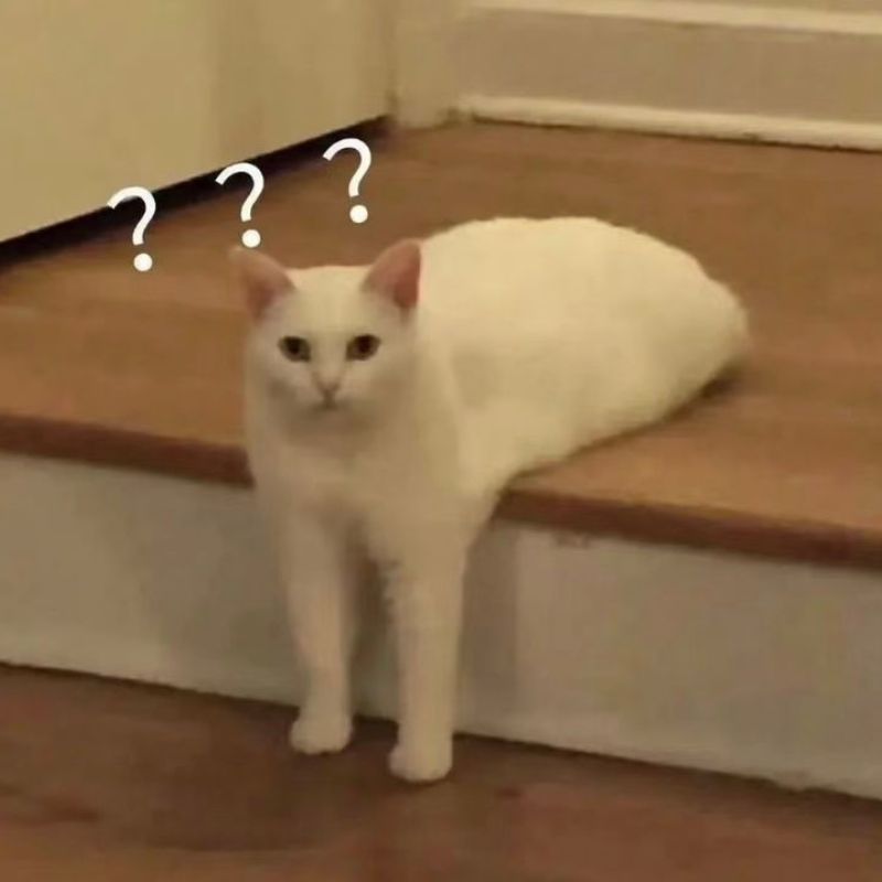 Ảnh meme mèo bựa cute