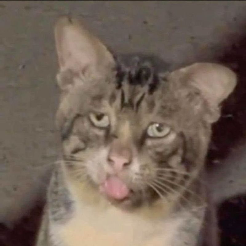 Ảnh meme mèo bựa cute