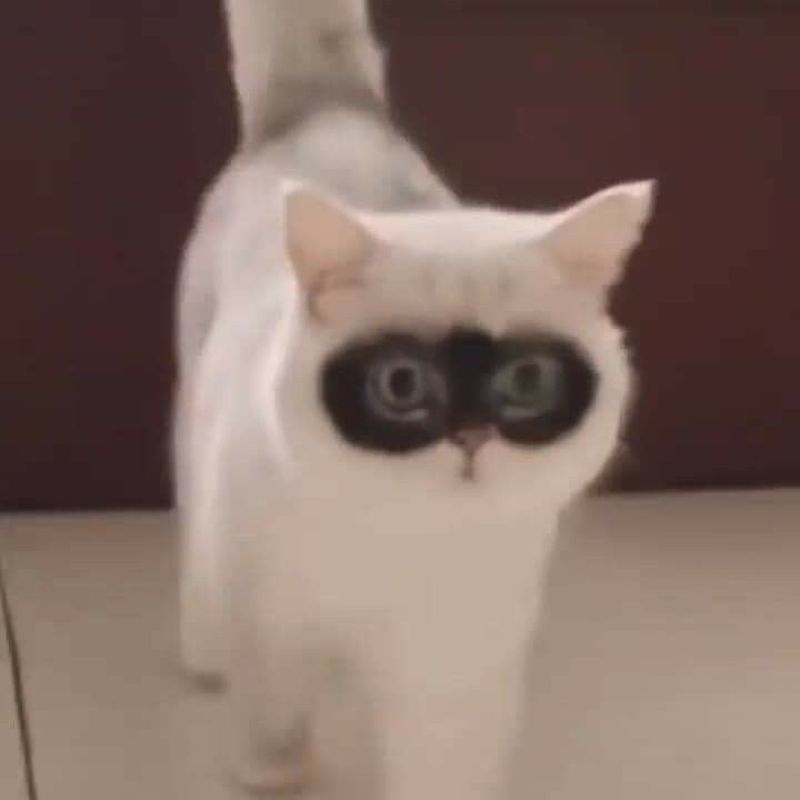 Avatar mèo cute meme bựa