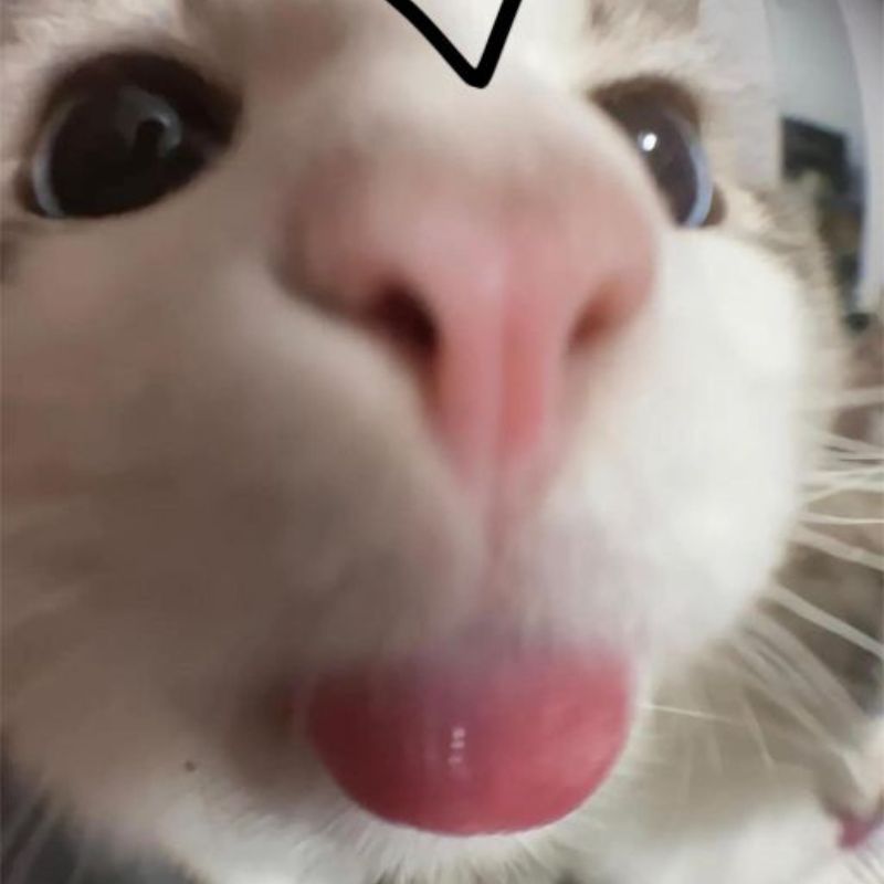 Avatar meme con mèo bựa