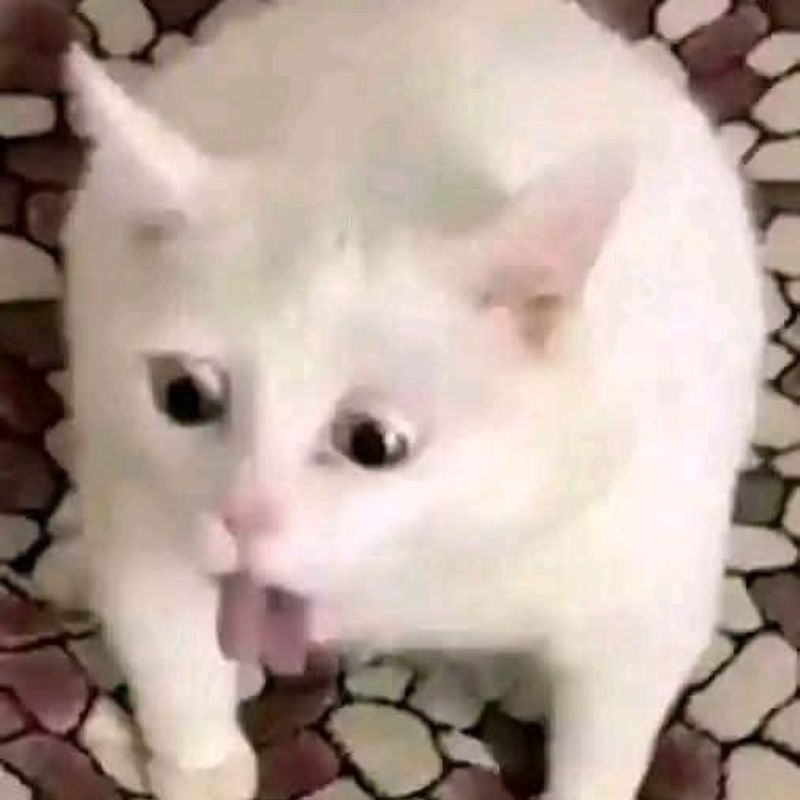 Meme mèo cute bựa
