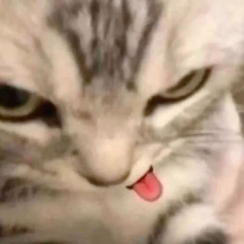 Meme mèo bựa cute lè lưỡi