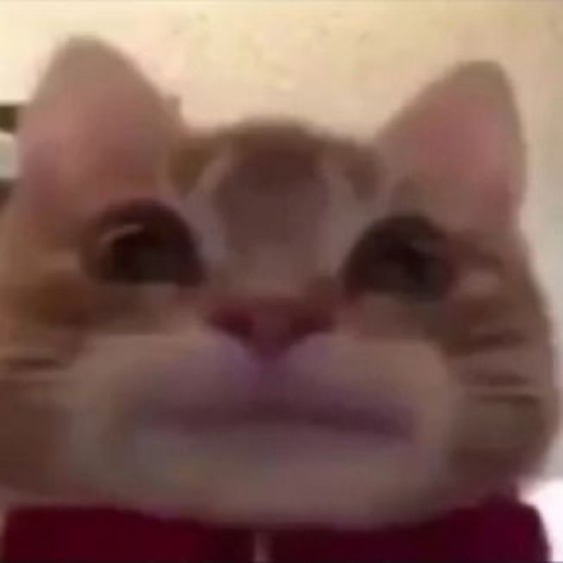 Meme mèo bựa cute