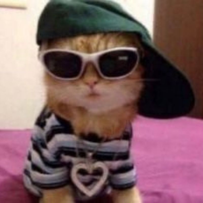 Meme mèo hài siêu "cool ngầu"