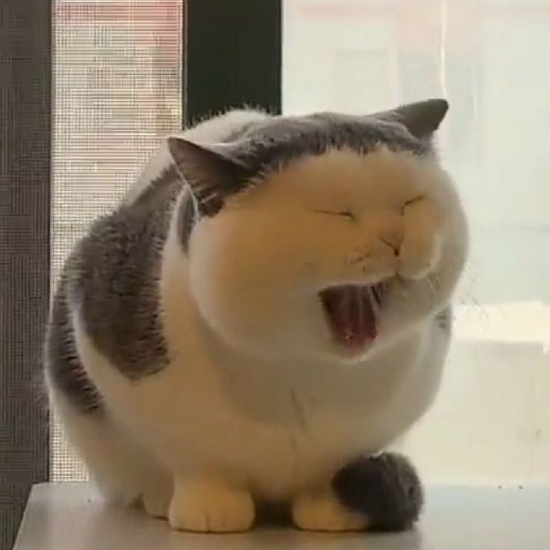 Ảnh meme mèo bựa cute