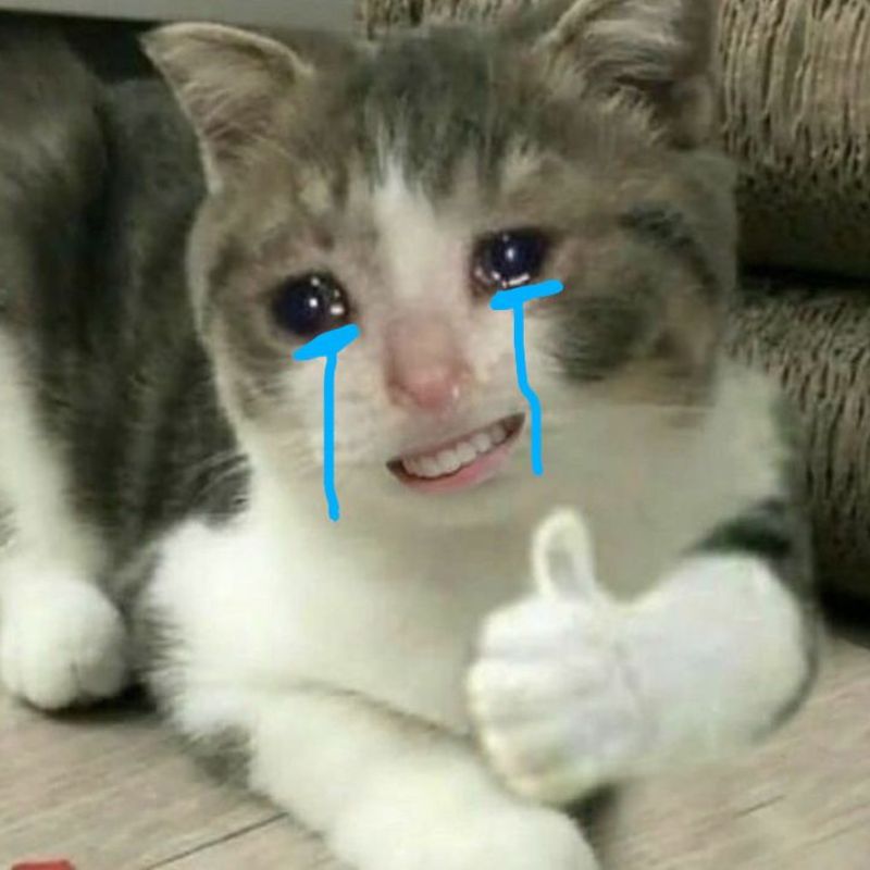 Meme mèo khóc bựa