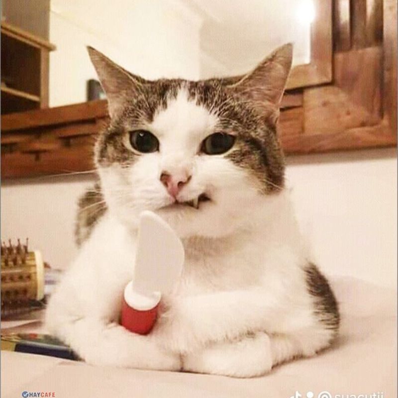 Meme mèo hài cute siêu cưng