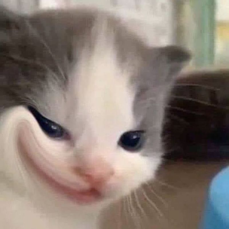 Ảnh meme mèo cười đểu
