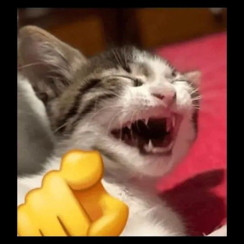 Meme mèo cười chỉ tay