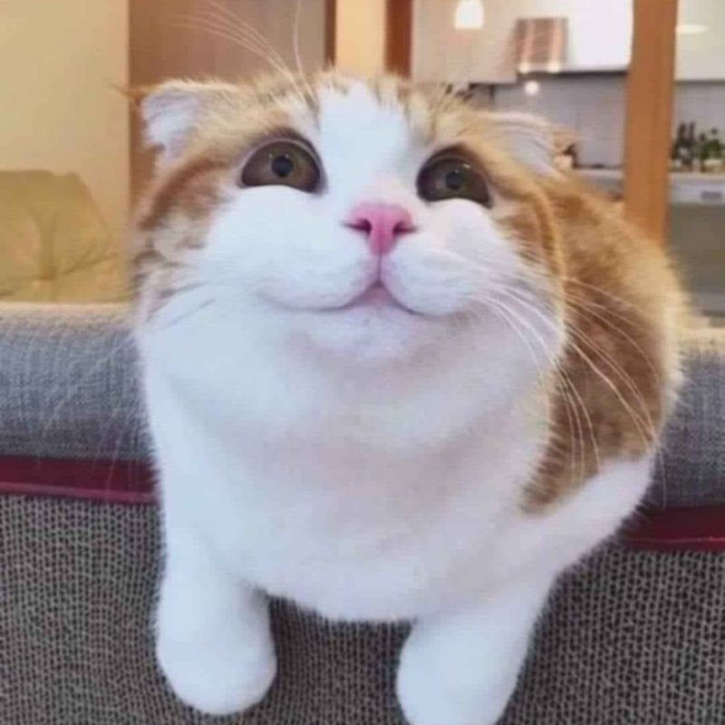 Tải hình meme mèo cười