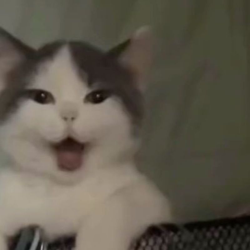 Ảnh meme mèo cười ngộ nghĩnh