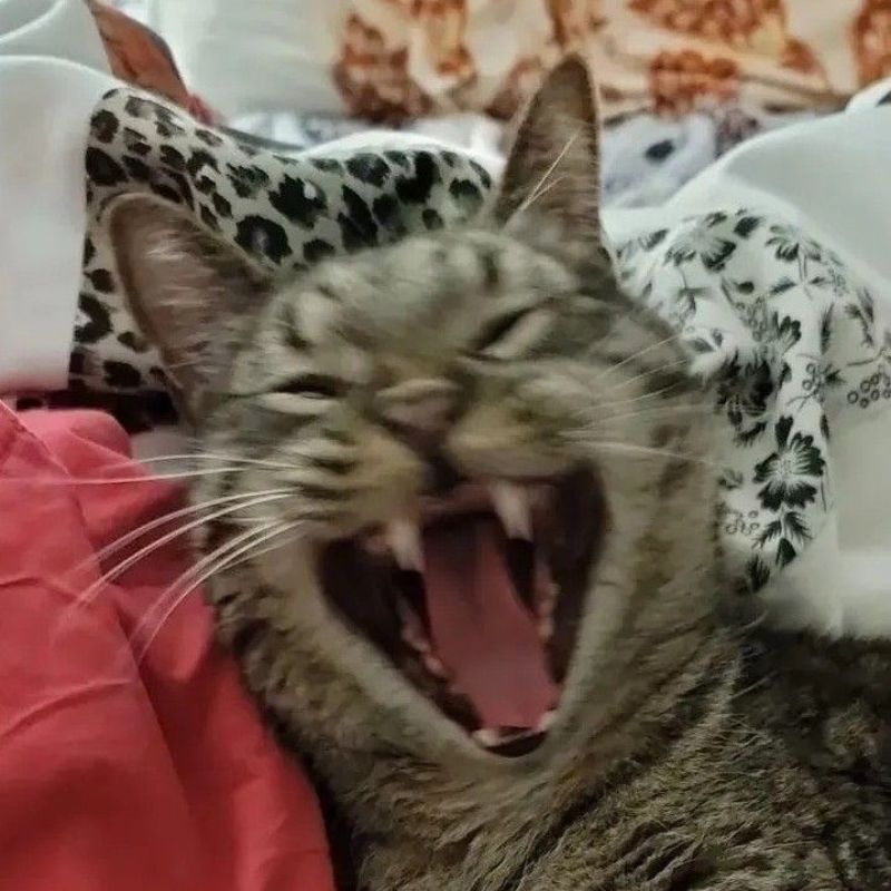 Meme mèo cười haha