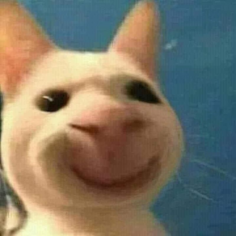 Ảnh meme mèo cười gượng