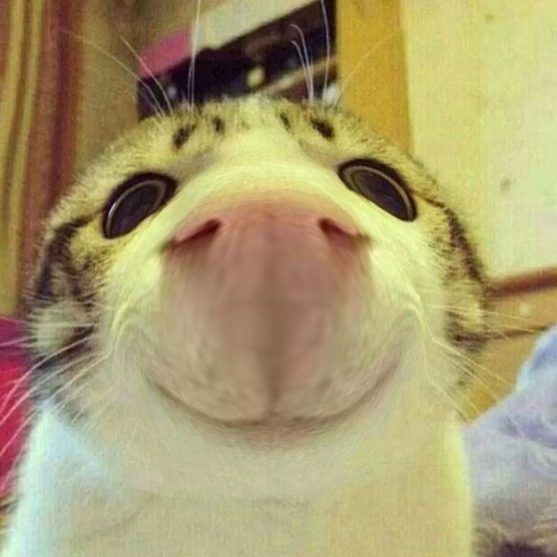Ảnh meme mèo cười dễ thương